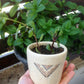 Make your Dream Plant Pot! (2 day workshop)