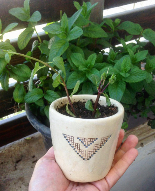 Make your Dream Plant Pot! (2 day workshop)